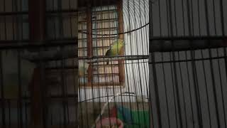 Download lagu cipoh/sirtu ngekrek panjang #short mp3