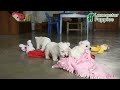 West Highland Terrier dogs for sale: Sunny   - Video 1