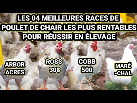 , title : 'LES 04 MEILLEURES RACES DE POULET DE CHAIR LES PLUS RENTABLES POUR RÉUSSIR EN ÉLEVAGE'