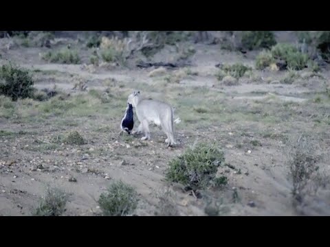 Penguins Polished off by Pumas | Big Cats | BBC Earth