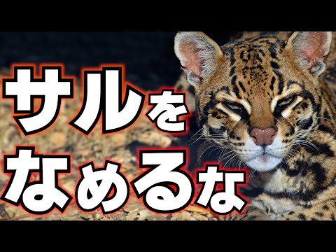 世界最小の霊長類 - シロハラカイアララ