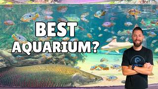 Why This Might Be the Best Aquarium in the World (Shedd Aquarium Full Tour)