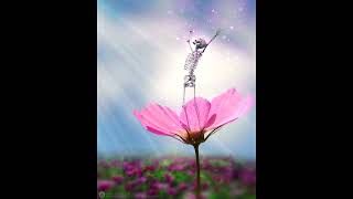 Grateful Dead -- Silver Apples of the Moon (Bruce Hornsby/Vince Welnick)