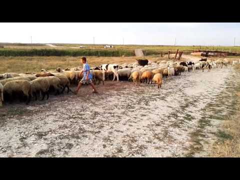 Giurgeni, stransul oilor