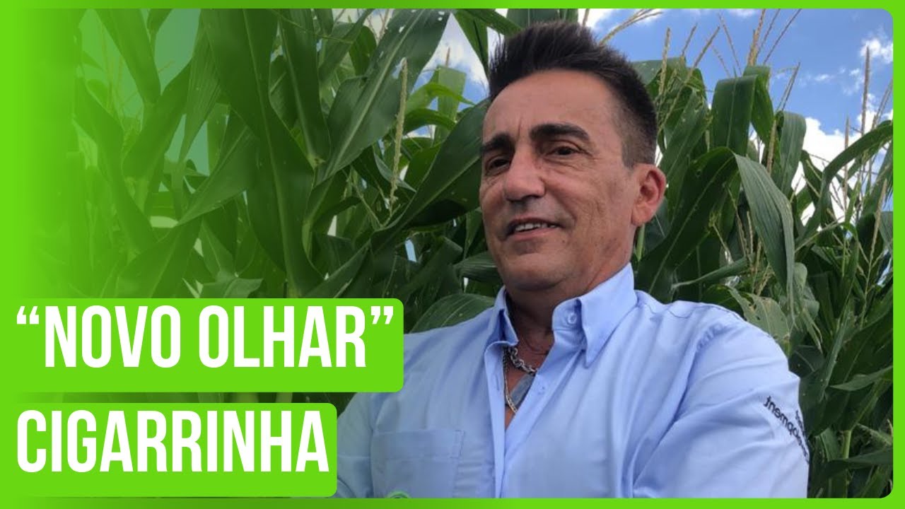 Cigarrinha–do-milho