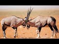 Oryx Vs Oryx Fight