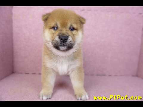 01/16赤色柴犬母幼犬3號