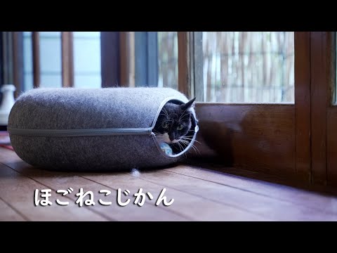 【ほごねこじかん】ミケさんとナツさんとコテツさん