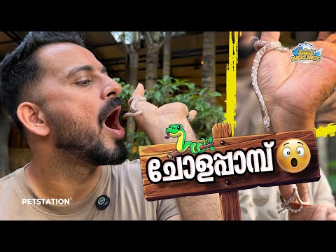 വിരലിന്റെ വലിപ്പമുള്ള ചോളപ്പാമ്പ്‌😳 Corn snake 🌽 🐍