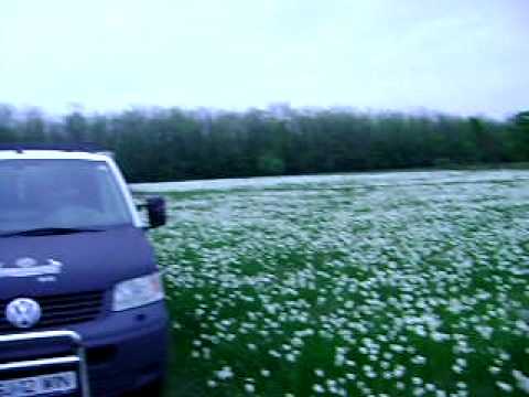 Poiana Narciselor din Preajba. By RoBeRTo!