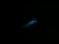 Phosphorescent / Bioluminescent "Noctiluca ...