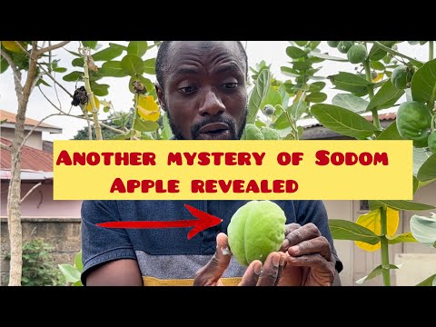 Another MYSTERY about sodom apple revealed and its quite sh0cking