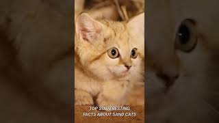 Three Interesting Facts About the Sand Cats #shorts