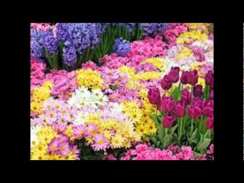 NAÇÃO ZUMBI / PRATO DE FLORES