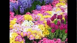 NAÇÃO ZUMBI / PRATO DE FLORES