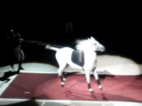 Lipizzaner Stallion-The Capriole
