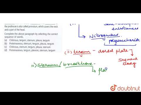 Jedes Brustsegment von Periplaneta americana ist von vier ____ Skelettskleriten umgeben: einem d...