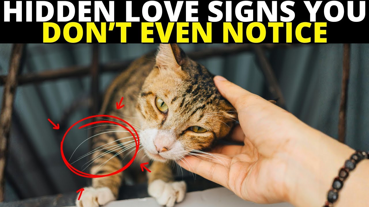 7 Hidden Ways Your Cat Shows Love To you Every Day and You Don't Even Notice