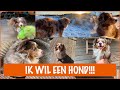 Kan je je ouders overhalen om een hond te krijgen?! | DierenpraatTV