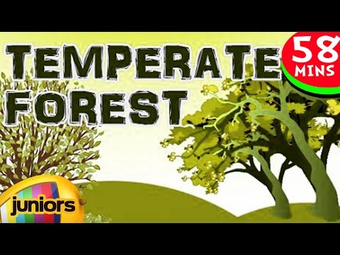 Learning Videos - Temperate And Forest - Learning  Videos For Kids - Education Videos - Biomes