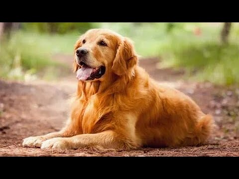 A Guide to the Growth and Size of Golden Retrievers