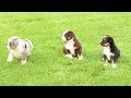 Miniature Australian Shepherd dogs for sale: Rowan - Video 1