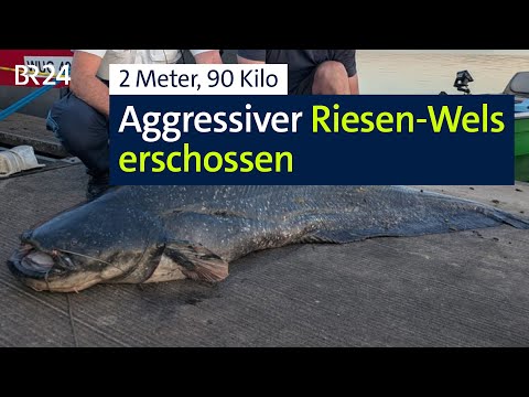 Riesen-Wels verletzt Badegäste und wird erschossen | BR24