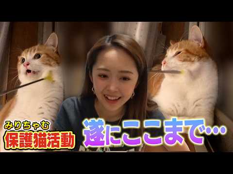 【保護猫活動】新入りのたくあんとメンマが遂にみりちゃむさんに・・・（嗚呼！！みんなの動物園）