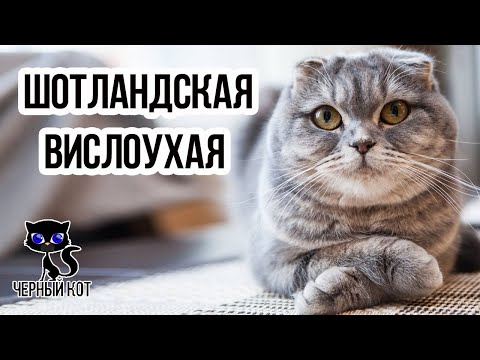 Болят и немеют суставы кистей рук в руки Боль в спине и повышение температуры