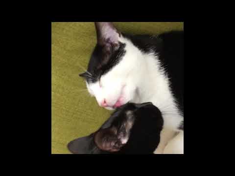 Alfie & Charlie, Best Buddies