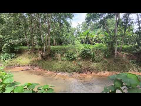 Urgent Sale!! Beautiful Almost 6 Rai Surrounded by Nature and Canal for Sale in Klokkoi, Phangnga