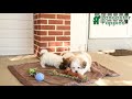 Teddy Bear dogs for sale: Duke - Video 1
