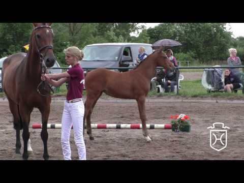 Holsteiner Fohlenchampionat 2016 - Stormarn-Lauenburg - Siegerstutenring