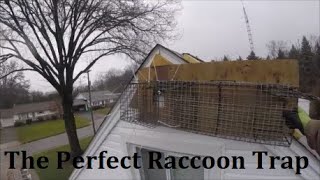 Perfect Raccoon Trap for Attic Raccoons Through a Gable Vent