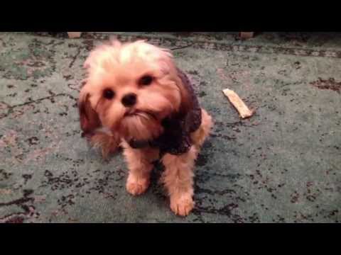 download lagu mp3 mp4 Dog Ate Spinach, download lagu Dog Ate Spinach gratis, unduh video klip Dog Ate Spinach