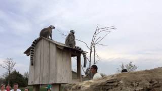 preview picture of video 'Ring Tailed Lemurs Vocalizations'