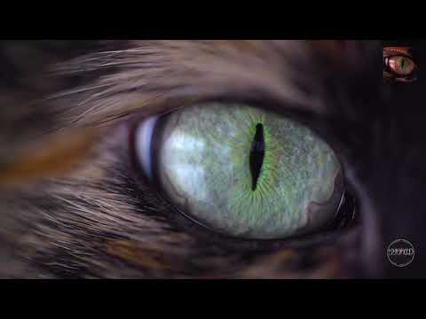 Sybrid - War Eye (Epic Cinematic Hybrid Battle Music)