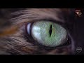 Sybrid - War Eye (Epic Cinematic Hybrid Battle Music)
