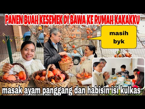 PANEN BUAH KESEMEK &MASAK AYAM PANGGANG &BERSIHIN ISI KULKAS SEBELUM KE BARCELONA
