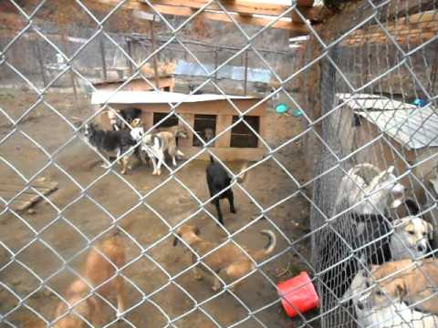 DOGS SCHELTER ,,TARZAN" VALEA LUI ENACHE  NOIEMBRIE 2011