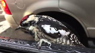 Downy Woodpecker hitches ride to work in Chicago