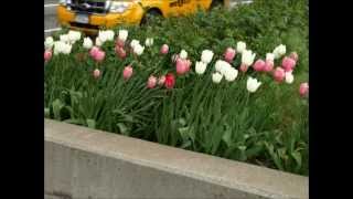 Toots Thielemans - The Jazz Waltz