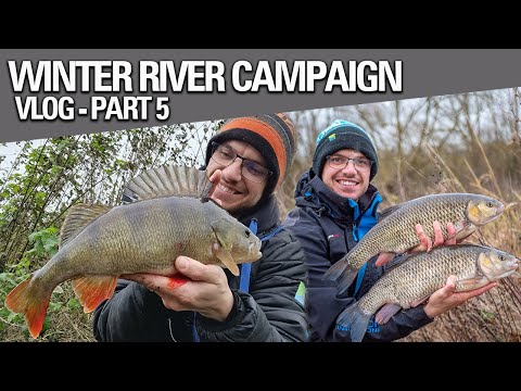 Specimen Perch & Chub! | Winter River Fishing Campaign | Vlog - Part FIVE!