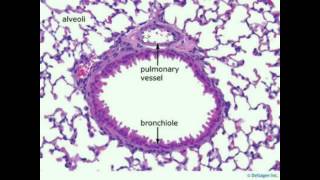 Respiratory Data Show 2015