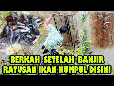 BANJIR MEMBAWA BERKAH!!! WARGA PANEN IKAN DI PINGGIRAN JALAN