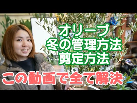 鉢植えのオリーブの木の手入れ方法は？取り入れるべき正しい行動！  庭園