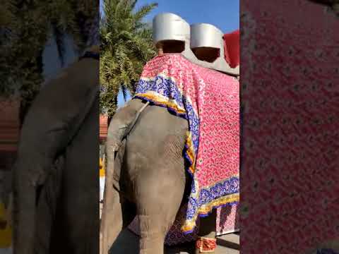 2 elephant safari tours, jaipur