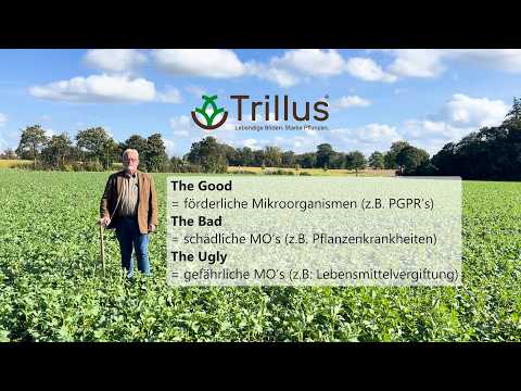 Kohlhernie am Niederrhein - So entwickelt sich der Raps im Herbst