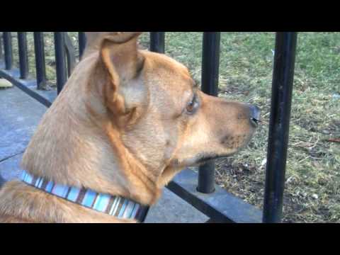 Dog Visits All Manhattan's Tourist Attractions