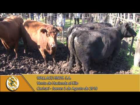 02-08-18 Venta de Gordo - Wallace Hnos. S.A. - Cacharí